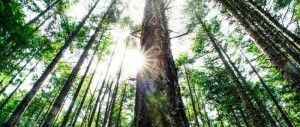 Una opción sostenible para cuidar el medio ambiente