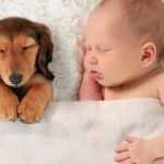 Lee más sobre el artículo Bebé y mascotas en casa